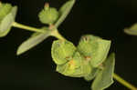 Warty spurge